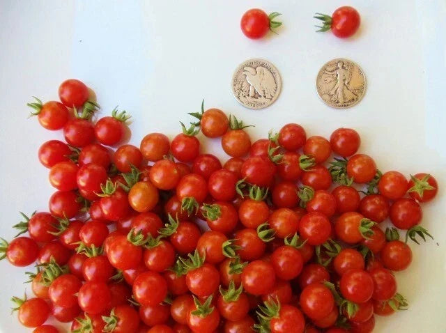Matt's Wild Cherry Tomato Seeds – Heirloom, Super Sweet, Bite-Sized, Solanum lycopersicum, 30 Seeds for Home Garden, Container, Raised Bed