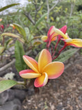 Candy Stripe Plumeria Cutting 10 Inch Unrooted - Plumeria rubra - Tropical Garden Plant, Kealakekua, Big Island