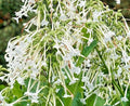 Flowering Tobacco Seeds 500 Nicotiana sylvestris White Tubular Flowers Garden Plant
