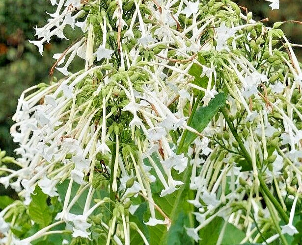 Flowering Tobacco Seeds 500 Nicotiana sylvestris White Tubular Flowers Garden Plant