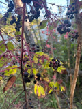 Aralia Spinosa Seeds - Walking Stick Plant with Berries - Exotic Garden Plant - Scientific Name Aralia Spinosa