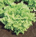 Lettuce Seeds - Heirloom Leaf Simpson BS - Organic Non-GMO Salad Greens - 25+ Seeds for Home Gardening