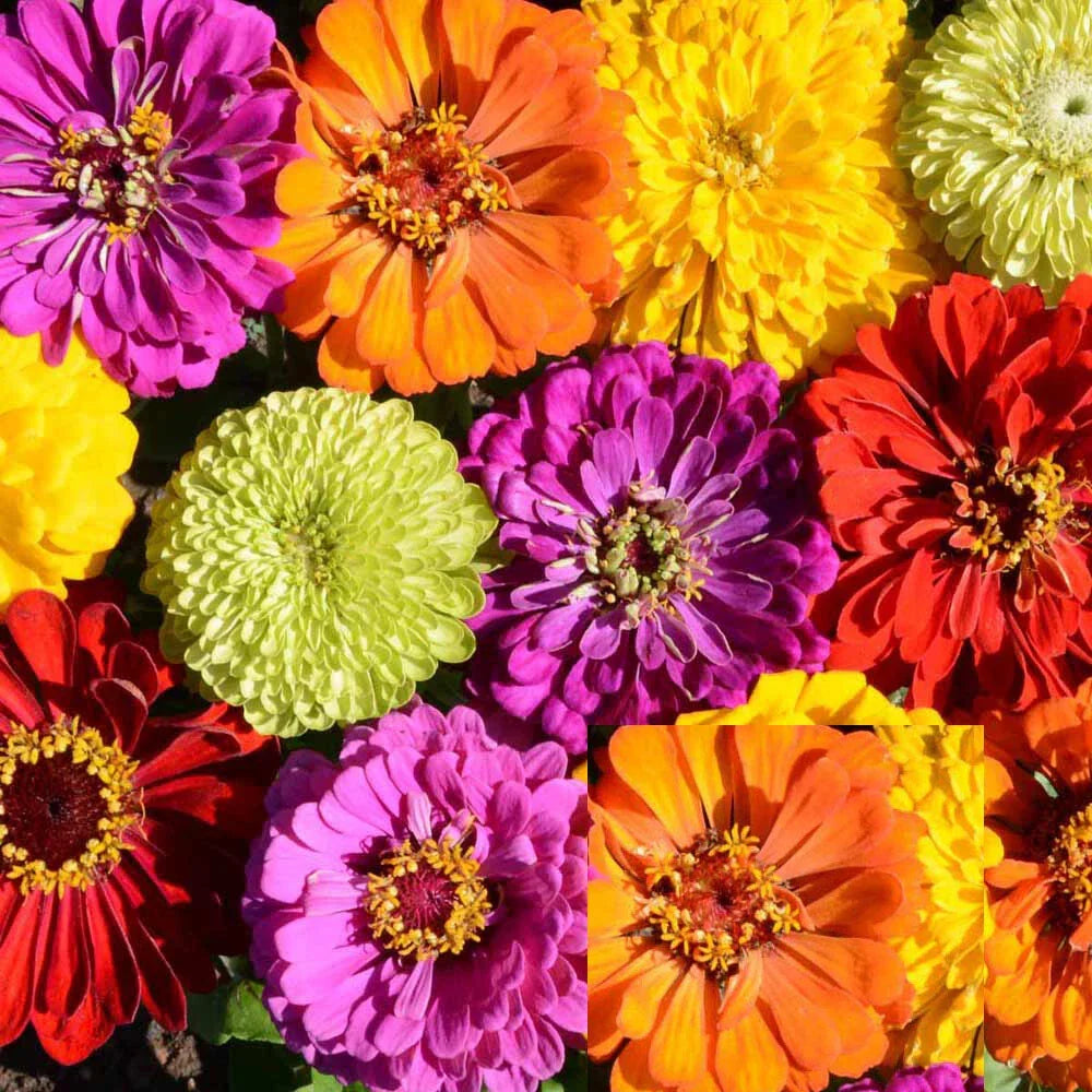 Zinnia Seeds Rainbow Mix Non-GMO Pack | Vibrant Flowers for Butterflies & Hummingbirds | Zinnia elegans