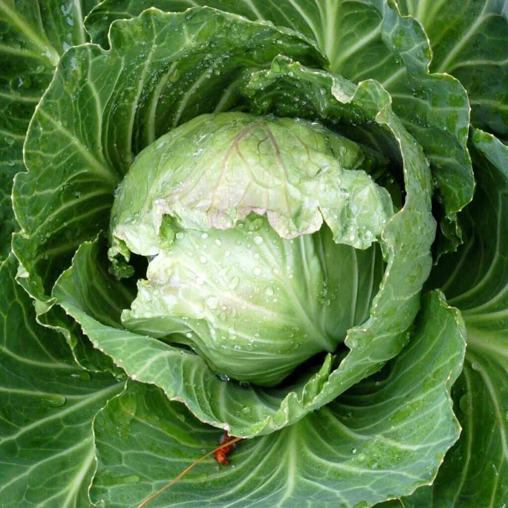 Jersey Wakefield Cabbage Seeds - 500+ Heirloom Brassica oleracea for Home Garden Planting