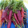 Atomic Red Carrot Seeds - 1000+ Non-GMO Heirloom Daucus carota for Home Garden, Full Sun, Easy to Grow