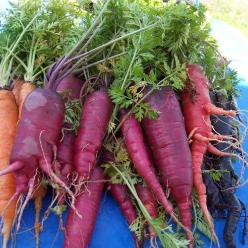 Atomic Red Carrot Seeds - 1000+ Non-GMO Heirloom Daucus carota for Home Garden, Full Sun, Easy to Grow