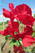 Rosemary Padley Sweet Pea Seeds - 50+ Non-GMO Lathyrus odoratus Garden Climbing Vines for Fragrant Blooms
