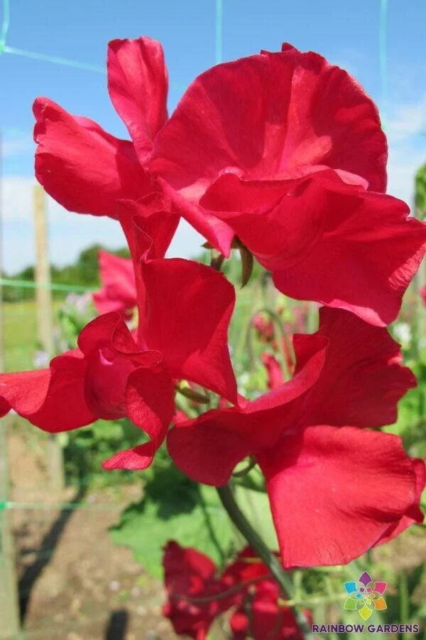 Rosemary Padley Sweet Pea Seeds - 50+ Non-GMO Lathyrus odoratus Garden Climbing Vines for Fragrant Blooms