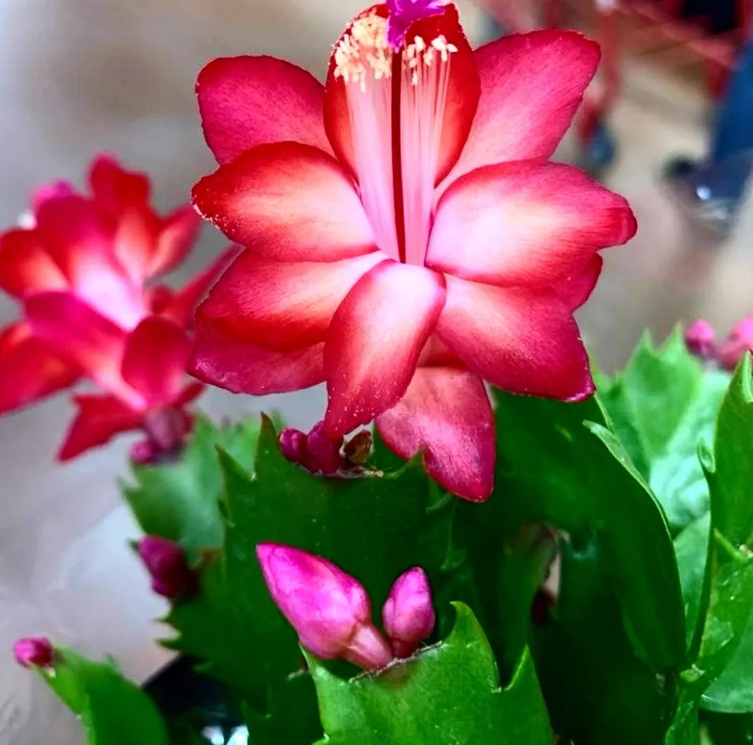 Thanksgiving/Christmas Cactus 4-Inch Pot Live Plant Red Schlumbergera spp. Indoor Holiday Decor