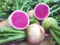 Watermelon Radish Seeds - NON-GMO Chinese Heirloom Organic Vegetable Seeds for Gardening Raphanus sativus
