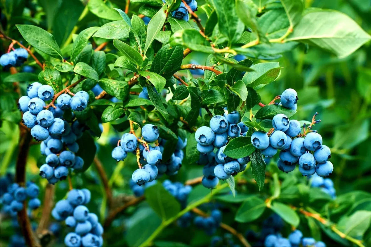 Blueberry Bush Seeds 250+ Vaccinium corymbosum Northern Blueberry for Planting