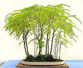 Thornless Honey Locust Tree Seeds Pack of 20 | Gleditsia triacanthos var. inermis for Bonsai & Outdoor Planting