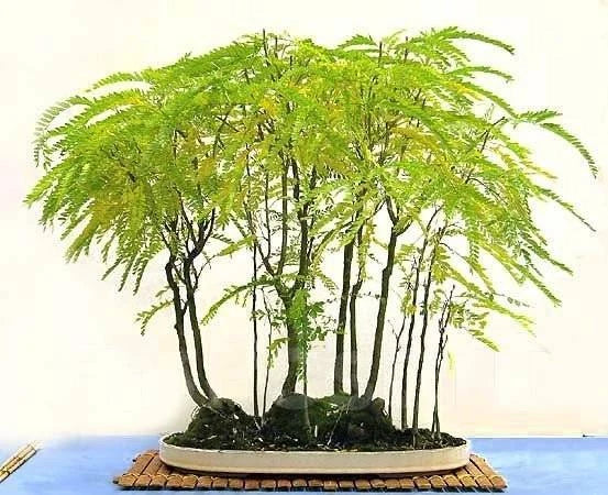Thornless Honey Locust Tree Seeds Pack of 20 | Gleditsia triacanthos var. inermis for Bonsai & Outdoor Planting