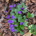 Blue Garden Violet Bare-Root Bulbs - Viola rotundifolia, Edible Perennial Herb with Blue-Purple Flowers for Shade Gardens