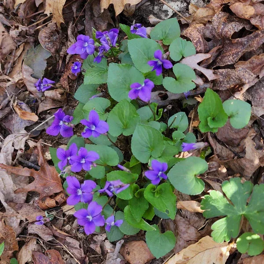 Blue Garden Violet Bare-Root Bulbs - Viola rotundifolia, Edible Perennial Herb with Blue-Purple Flowers for Shade Gardens