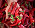 Chimayo Chile Hot Pepper Seeds - 25+ Pack, Capsicum annuum, Spicy Garden Planting, USA Grown, Perfect for Salsas & Culinary Use