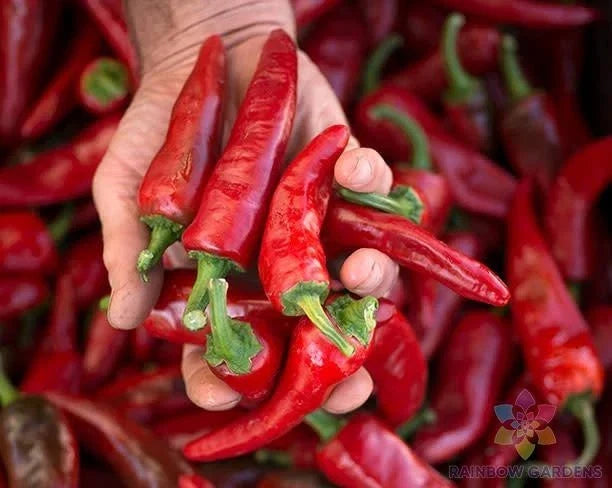 Chimayo Chile Hot Pepper Seeds - 25+ Pack, Capsicum annuum, Spicy Garden Planting, USA Grown, Perfect for Salsas & Culinary Use