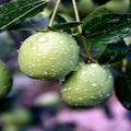 Jojoba Tree Seeds - Simmondsia chinensis - Drought-Tolerant Perennial Shrub for Skincare & Landscaping