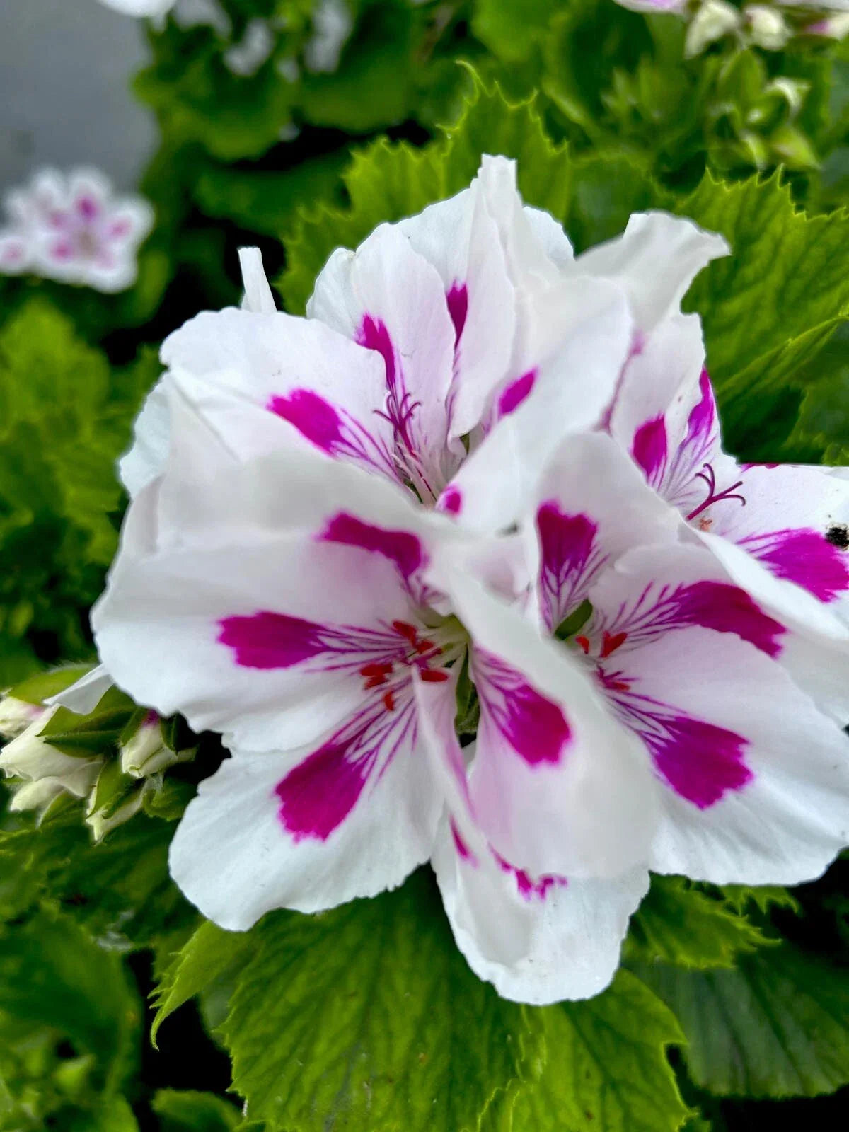 Geranium Live Plants - 10-12 Inch Pelargonium in White & Vibrant Pink, Perennial Garden Flowers