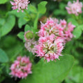 Strawberry Clover Seeds, Native Perennial, Trifolium Fragiferum, Ground Cover, Bee & Butterfly Attractant, 250+ Seeds
