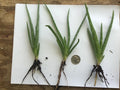 Organic Aloe Vera Plant - Bare Rooted Live Succulent - Aloe barbadensis Miller for Indoor & Outdoor Gardening