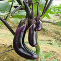 Organic Black Eggplant Seeds - 50 Pcs, Heirloom Solanum melongena, Vegetable for Garden Planting, Non-GMO, Full Sun, Easy to Grow