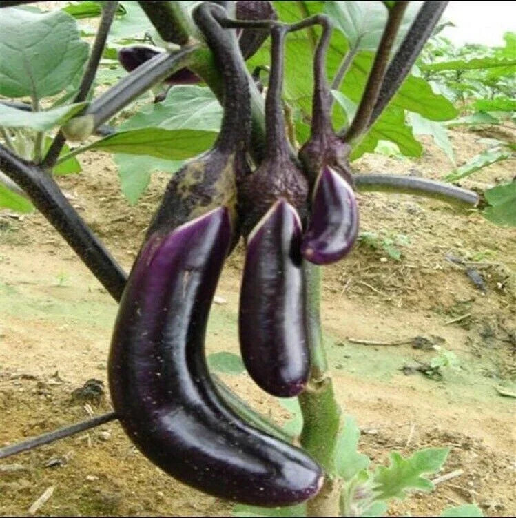 Organic Black Eggplant Seeds - 50 Pcs, Heirloom Solanum melongena, Vegetable for Garden Planting, Non-GMO, Full Sun, Easy to Grow