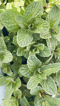 Live Peppermint Plants - Organic Mojito Mint Bare Root - Rau Húng Lủi, Mentha × piperita, Culinary Herb