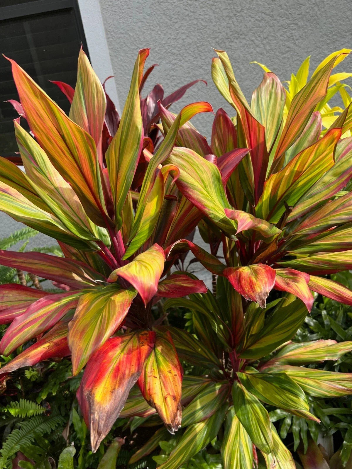 Hawaiian Ti Plant 4-Inch Pot Cordyline Fruticosa Harlequin Colorful Foliage Indoor Outdoor Houseplant