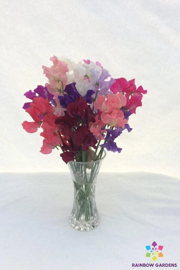 Sweet Pea Seeds - 50+ Spencer Mixture, Fragrant Climbing Vine, Lathyrus odoratus, Garden Planting, Annual, Full Sun to Partial Shade
