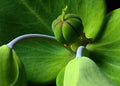 30 Mole Plant Seeds - Euphorbia lathyris Caper Spurge Perennial for Gardens and Landscapes