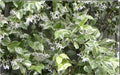 Variegated Confederate Jasmine Starter Plant - Trachelospermum jasminoides - Rooted Indoor/Outdoor Vine