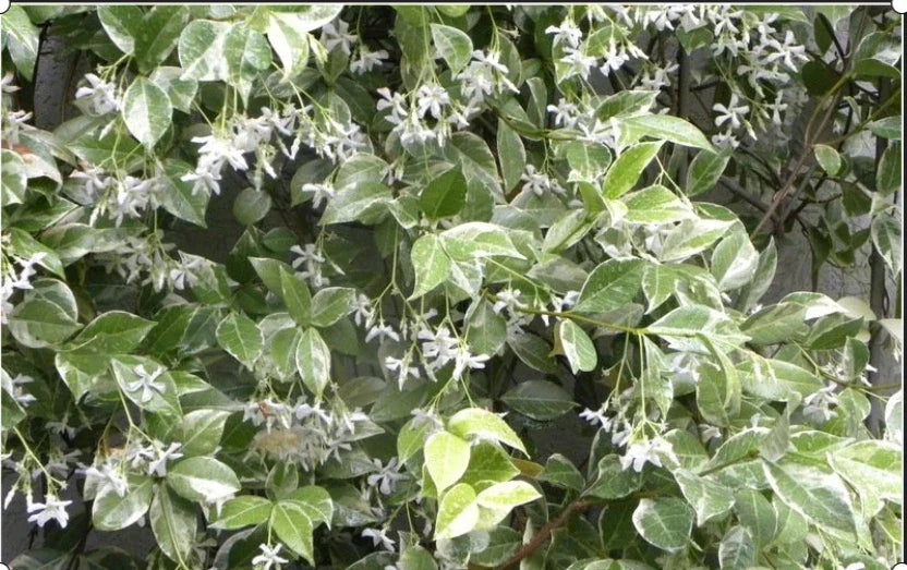 Variegated Confederate Jasmine Starter Plant - Trachelospermum jasminoides - Rooted Indoor/Outdoor Vine