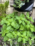 Lemon Balm Seeds - Heirloom Non-GMO Edible Herb for Tea & Mosquito Repellent - Melissa officinalis, Perennial Herb Seeds