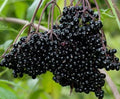 Fresh Elderberry Cuttings Black Bearing Sambucus Nigra for Home Garden and Fruit Production