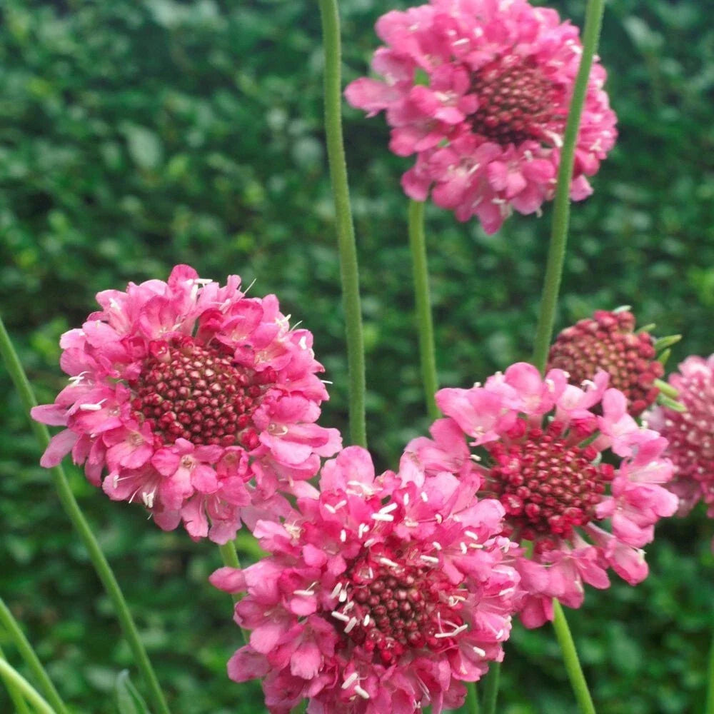 Pink Scabiosa Seeds - 100 Seeds of Scabiosa atropurpurea Rose for Cottage Garden, Pollinator Attracting, Flowering Plant