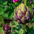 Purple Romagna Artichoke Seeds - Non-GMO, Heirloom Carciofo di Romagna, Gourmet Vegetable, Edible Artichoke Seeds