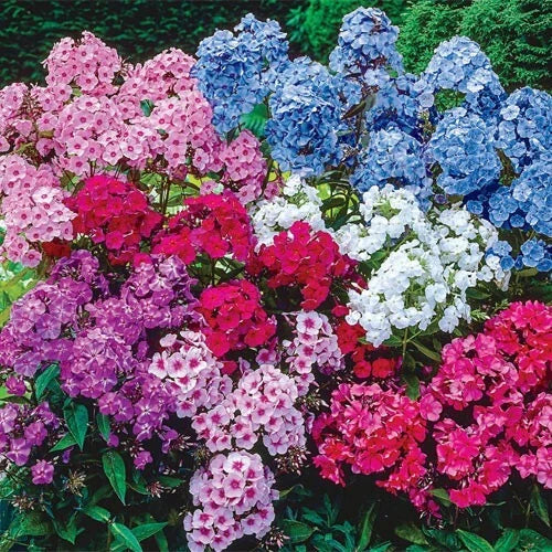 Tall Mix Phlox Seeds - Over 100 Vibrant Colors - Phlox paniculata Garden Flowers for Borders & Containers