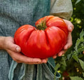 Giant Beefsteak Tomato Seeds – Organic Heirloom Non-GMO Solanum lycopersicum, 30+ Premium Gardening Seeds