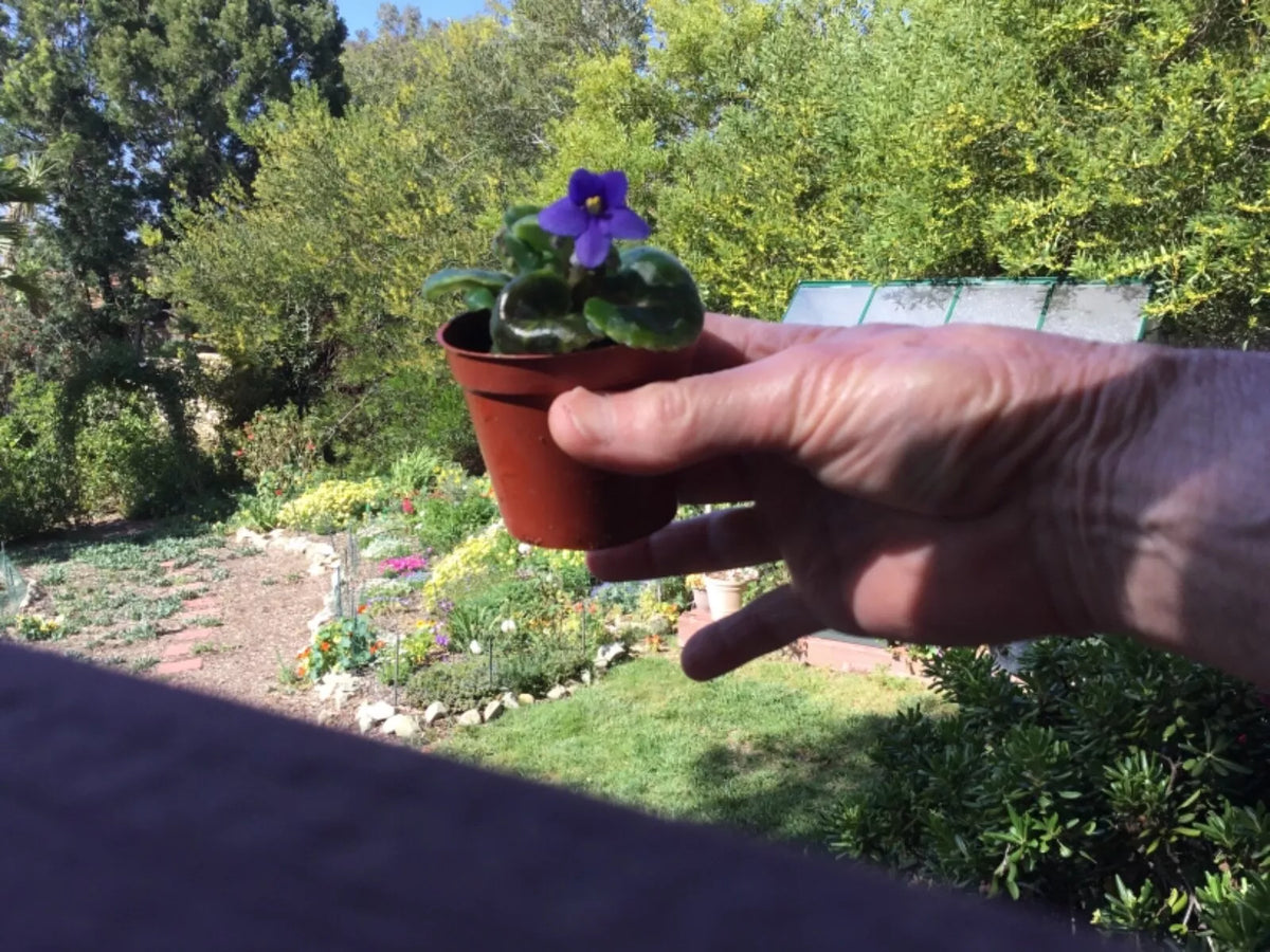 Miniature African Violet Leaf Cuttings - 8 Freshly Cut Leaves - Saintpaulia ionantha Indoor Plant Propagation