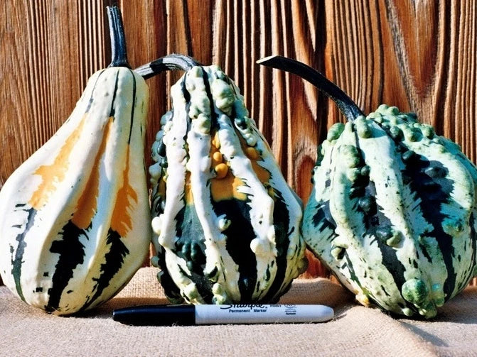 Super Wings Gourd Seeds - Pack of 25, Vibrant Winged Gourds, Cucurbita pepo, Easy to Grow, Non-GMO, Decorative & Edible