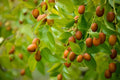 Chinese Date Tree Seeds - 6 Seeds for Planting - Jujube Ziziphus jujuba - Hardy Deciduous Tree for Garden or Pot