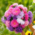 Aster Seeds - 200 Non-GMO Giants Mixed Colors - Vivid Blooms - Aster novae-angliae Flower Seeds