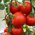 Fastest Tomato Seeds – 42 Day Solanum lycopersicum Heirloom Pack of 25 for Quick Harvests, Container & Garden Gardening