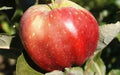 Bloody Ploughman Apple Seeds - Heirloom Malus domestica for Garden Planting, 25+ Seeds, Fruit Tree, USA Shipping