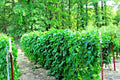 Blue Lake Pole Beans Seeds – Heirloom Phaseolus vulgaris, Climbing Vine, 50+ Seeds for Vegetable Garden, Non-GMO, High Yield