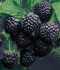 Cumberland Black Raspberry Plant (Rubus occidentalis) - 1-2 Year Bare Root Fruit Plant for Home Garden, Hardy, Disease-Resistant