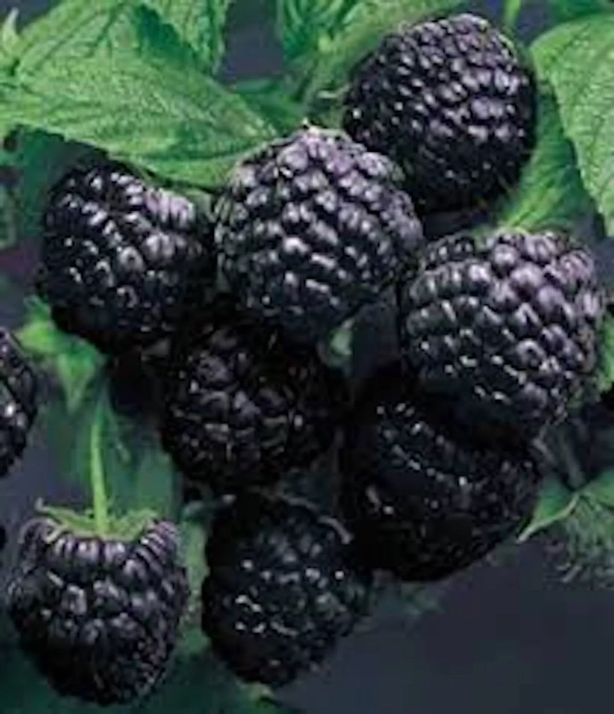 Cumberland Black Raspberry Plant (Rubus occidentalis) - 1-2 Year Bare Root Fruit Plant for Home Garden, Hardy, Disease-Resistant