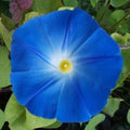 Heavenly Blue Morning Glory Seeds | 5-Inch Blue Flowers | Ipomoea purpurea | Non-GMO, Fast Growing Climbing Vine