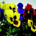 Giant Mix Pansy Seeds - 50 Viola tricolor Flower Seeds for Garden, Containers & Borders